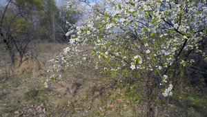 春天美丽的花朵树木17秒视频