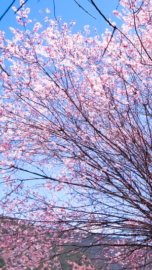 西藏实拍林芝5A景区索松村桃花节藏族风光130秒视频