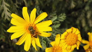 菊花上的蜜蜂46秒视频