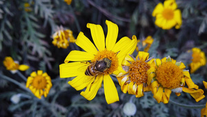 花朵在金树丛上的小蜜蜂41秒视频