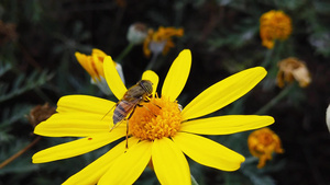 花朵在金树丛上的小蜜蜂37秒视频
