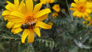 蜜蜂采蜜13秒视频