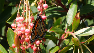 帝王蝶为美国加利福尼亚州的杨梅花授粉13秒视频