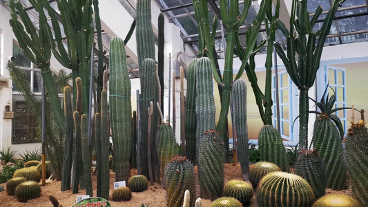 实拍温室热带植物[原生植物]视频