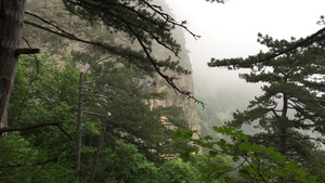 雾山景观上的松树山上的绿色针叶树在薄雾中雾霾高地的9秒视频