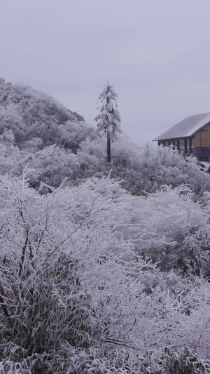 金佛雪山小镇美丽雪地景色树枝上的雪景30秒视频