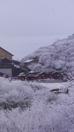 金佛雪山小镇美丽雪地景色枯树雪景30秒视频