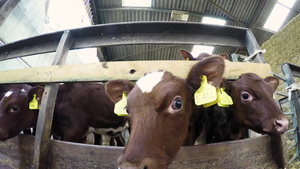 屠宰场养牛场里的小牛14秒视频