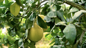 生长在树上的柚子实拍运镜合集61秒视频
