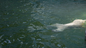 北极熊幼熊在水中游戏31秒视频