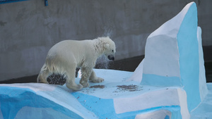 北极熊幼熊在水中游戏30秒视频
