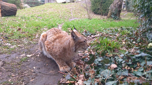 一只漂亮的小野猫45秒视频