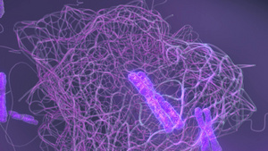 细胞内紫色染色体组13秒视频