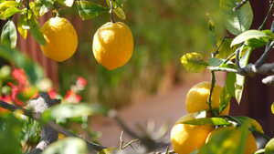 柑橘柠檬黄色果树加利福尼亚美国春天花园美国当地农业10秒视频