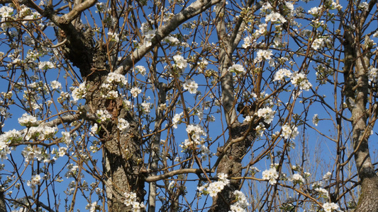 生长着美丽的鲜花的梨树枝视频