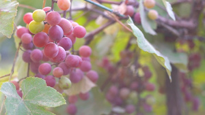 庄园上成熟的葡萄26秒视频