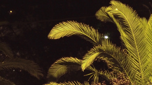 夜晚天空热带假日背景和风向下摇动的椰子椰子棕榈树枝20秒视频