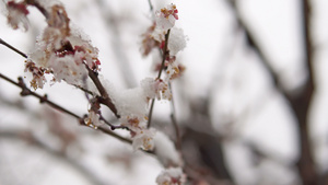 古典天气下湿雪在欢快的树开花电影17秒视频