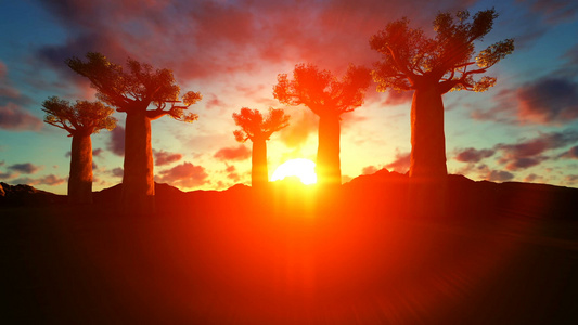 在美丽的夕阳下Bahobab树升起天空视频