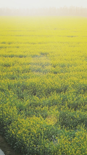 春天花卉油菜花盛开春暖花开15秒视频