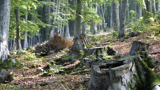 林中枯树被砍下视频