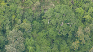 在刮风的日子里热带雨林中的绿色异国树冠从上面明亮多汁22秒视频