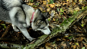 灰色的哈士奇走在秋天的森林里9秒视频