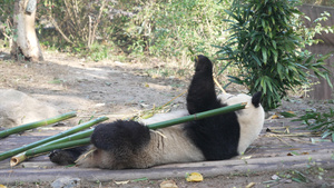 躺在地上啃竹子的大熊猫20秒视频