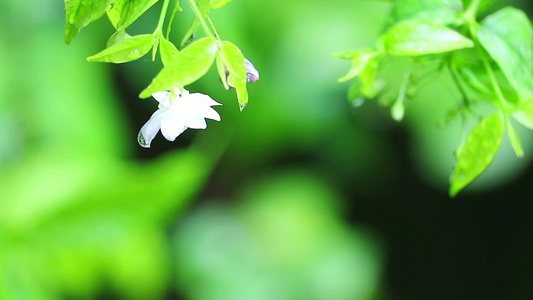 雨水落下时花朵模糊的园艺背景风雨中花朵视频