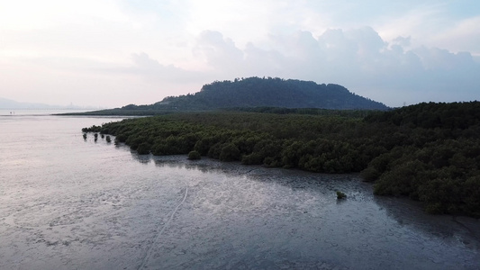 飞向红树林视频