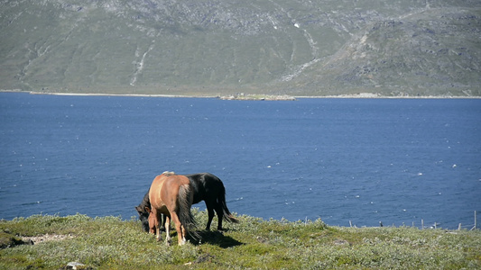 格陵兰海峡放牧的马视频