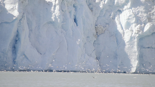 格陵兰海峡冰川海鸥视频
