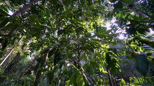 横跨热带雨林7秒视频
