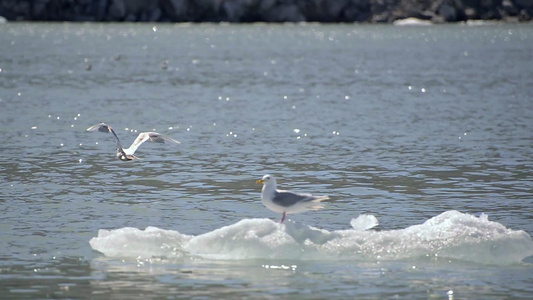 格陵兰海峡浮冰上的海鸥视频
