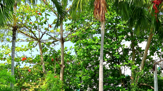 在树上和园里其他树上垂直伸向红棕榈籽视频
