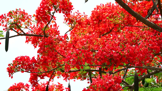 红火树花朵在花园中开花视频