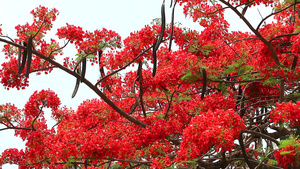 在花园里开花的红火树315秒视频