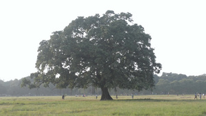 日落夏时草地上的一棵橡树乡村景观场景环保背景生命之树18秒视频