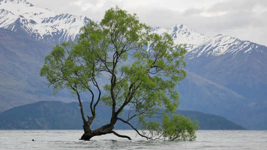 新西兰瓦那卡树视频