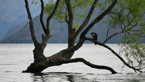 鸟儿在瓦纳卡树休息17秒视频