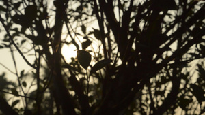 早晨的阳光透过树叶17秒视频