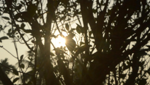 早晨的阳光透过树叶太阳躲在树后面由背光明亮的阳光模糊12秒视频