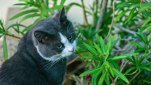 猫在植物间玩耍16秒视频