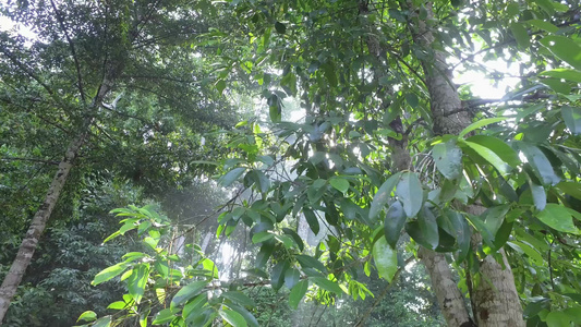 在热带雨林的早晨视频