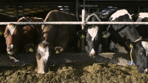 牧场奶牛吃14秒视频