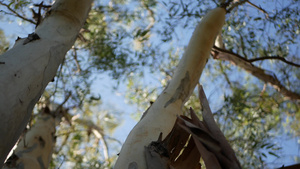 美国加利福尼亚州的桉树原产于澳大利亚胶树春天在桃金娘9秒视频