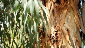 美国加利福尼亚州的桉树原产于澳大利亚21秒视频