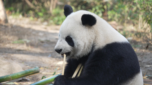 憨态可掬的大熊猫在啃竹子视频