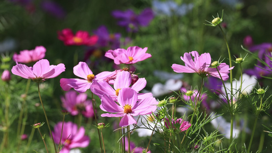 实拍格桑花视频