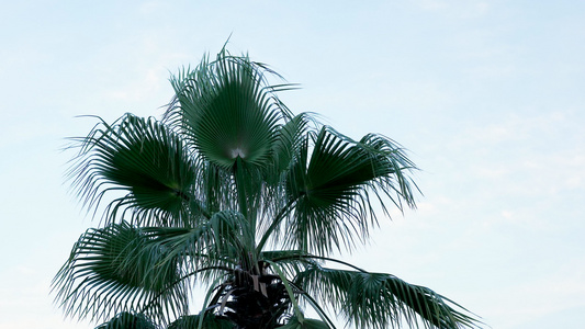 蓝天上的大椰枣树视频